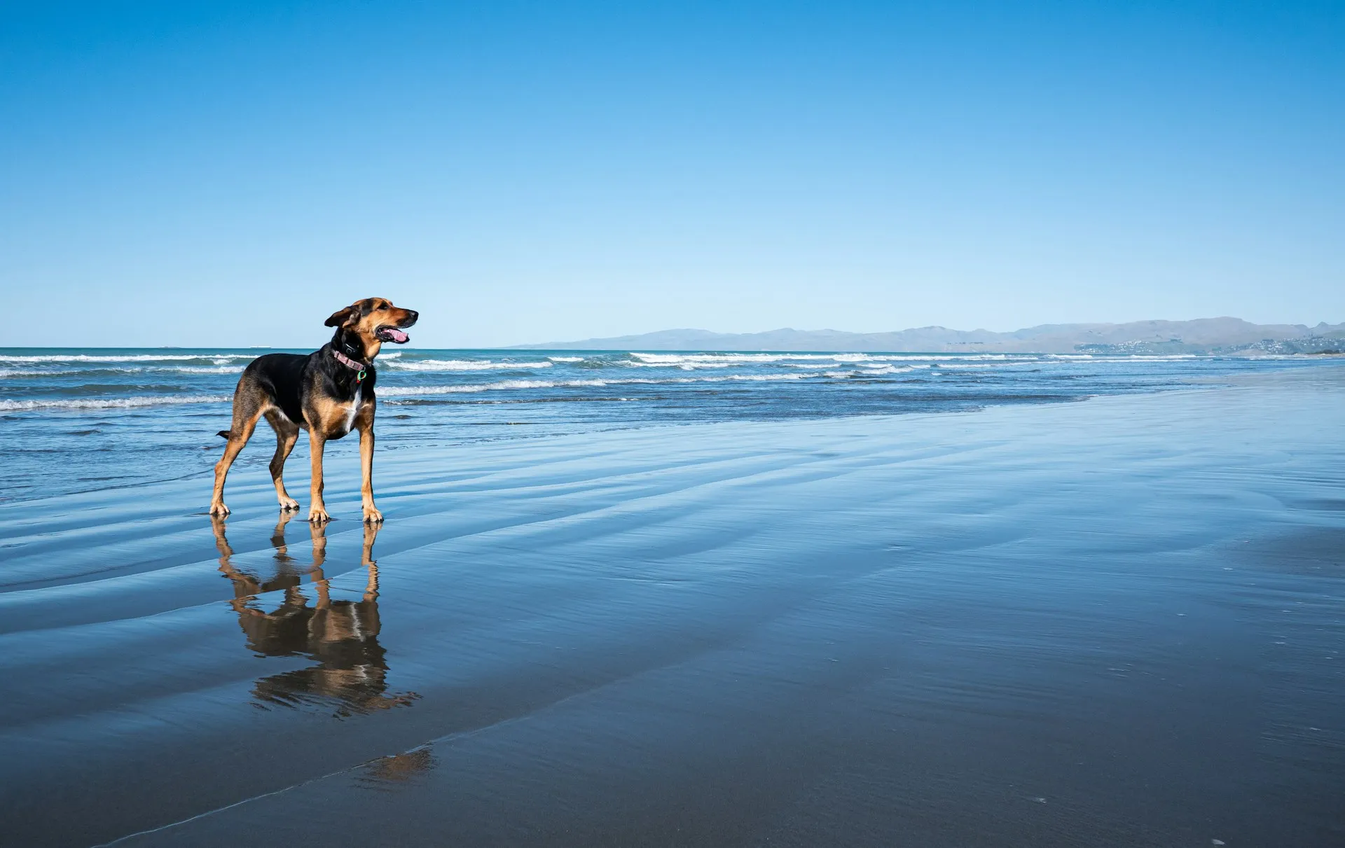 Hund am Strand