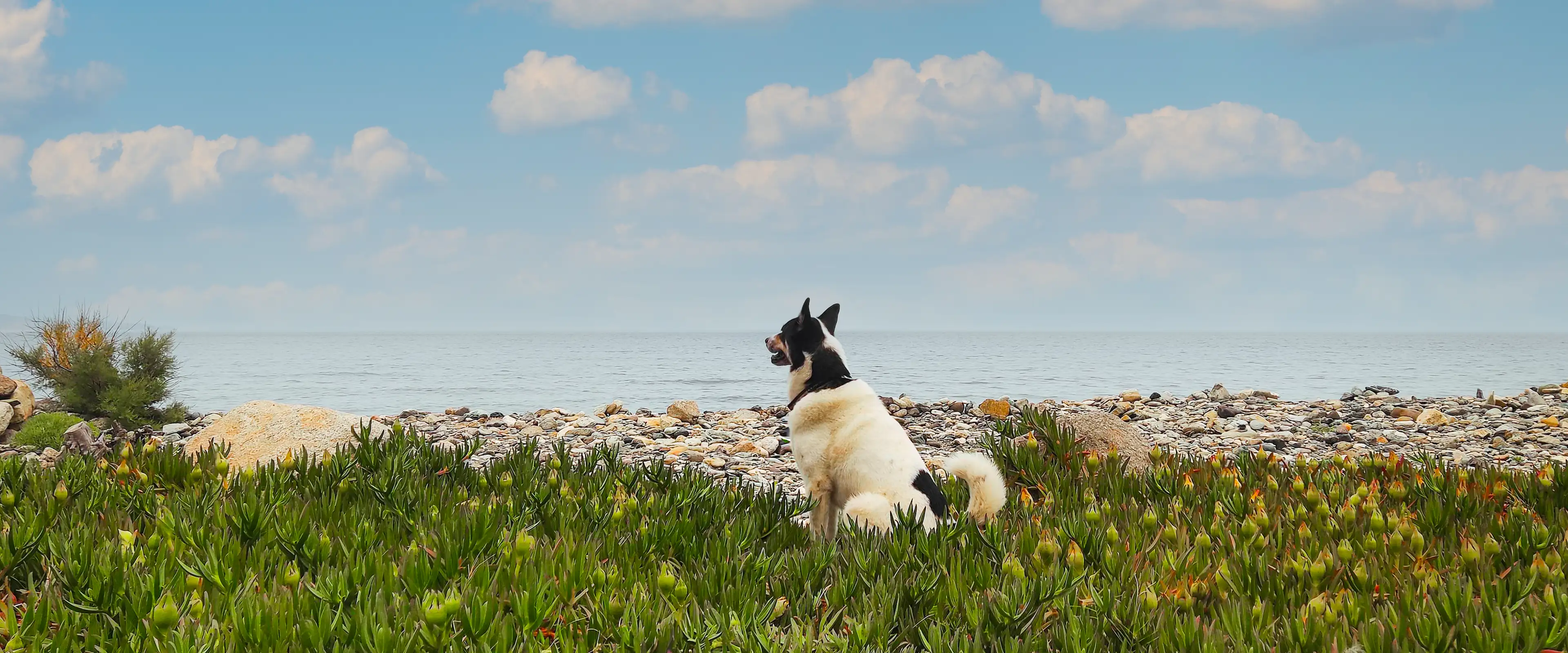 hundereise.de - Urlaub mit Hund