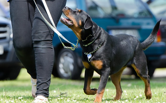 Hundeschule Bodenmais Canin.de