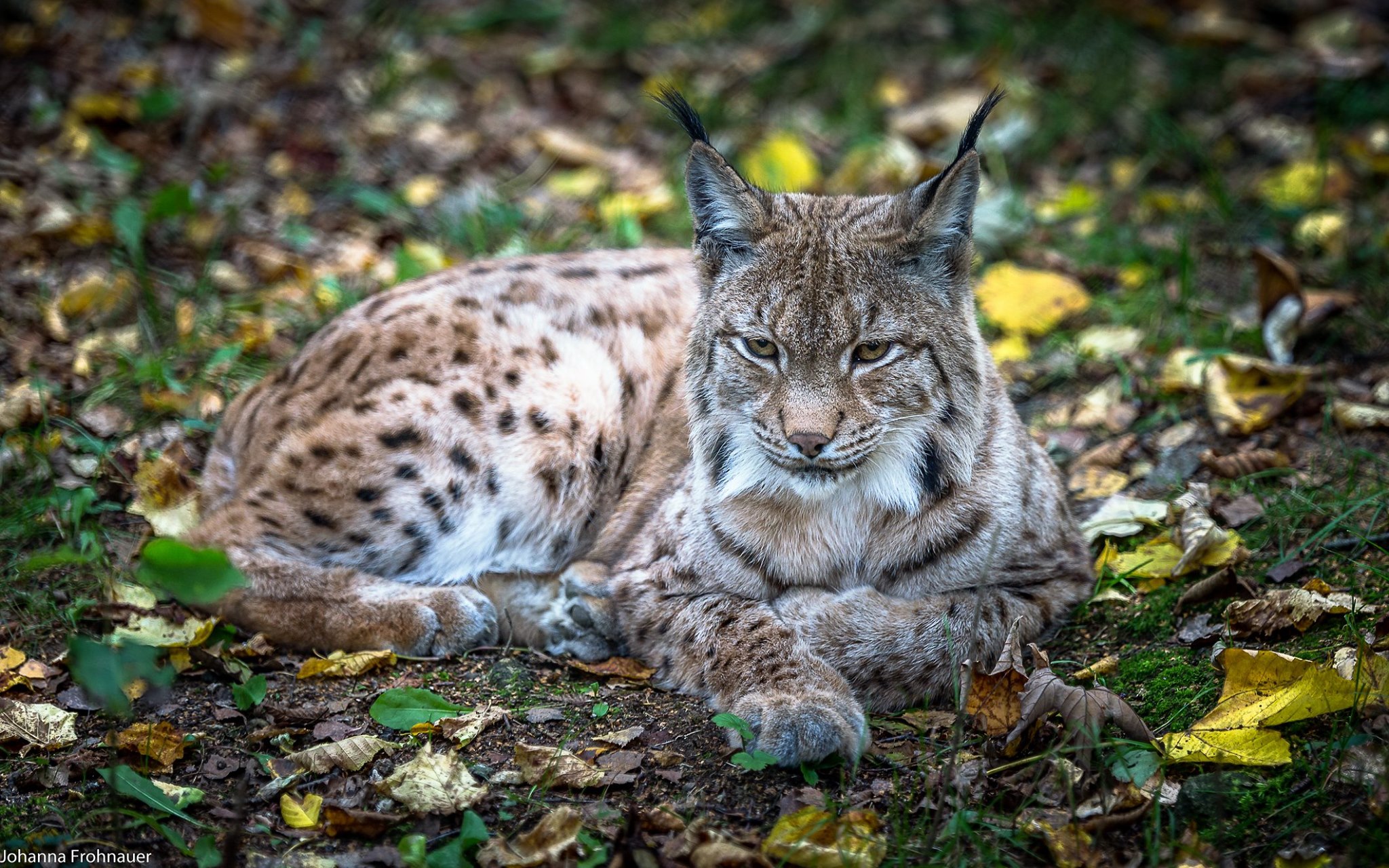 Bayerwald-Tierpark Lohberg