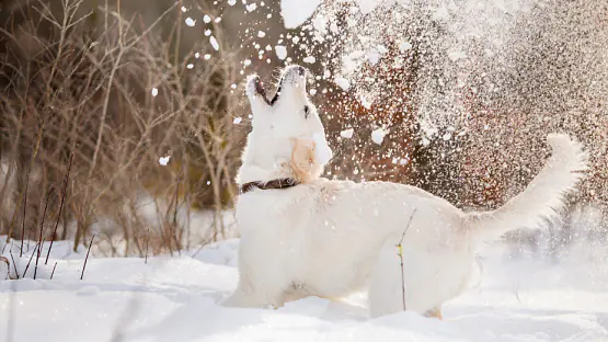 Fieses Bauchweh durch Schneefressen - So hilfst du deinem Hund bei einer Schneegastritis