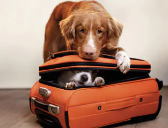 Wenn der Hund mal nicht mit in den Urlaub kann...