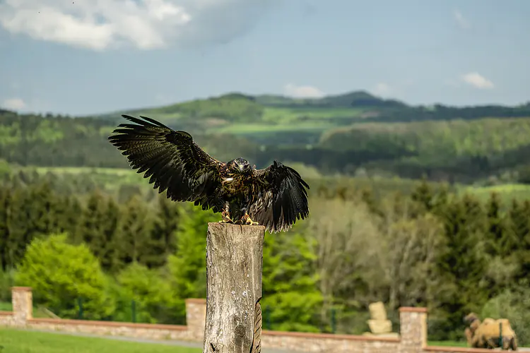 Wild- und Erlebnispark Daun